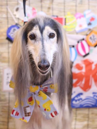 20240718シリウスくん